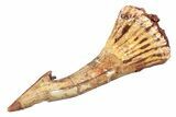 Fossil Sawfish (Onchopristis) Rostral Barb - Morocco #285534-1